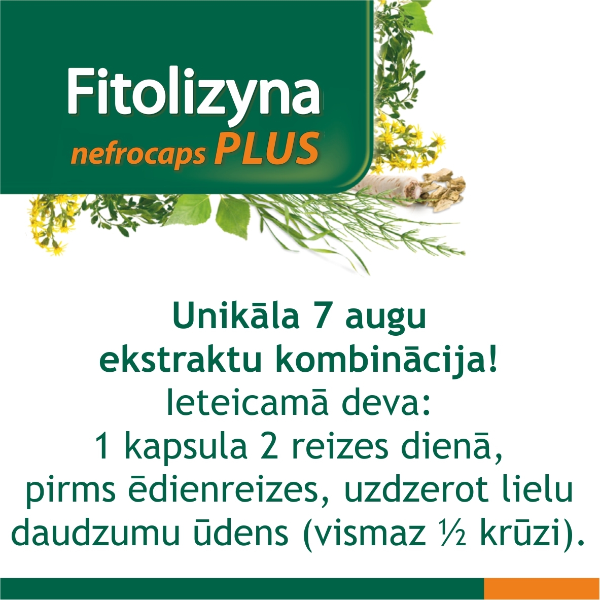 FITOLIZYNA Nefrocaps Plus kapsulas, 30 gab. - Produkta attēls 4